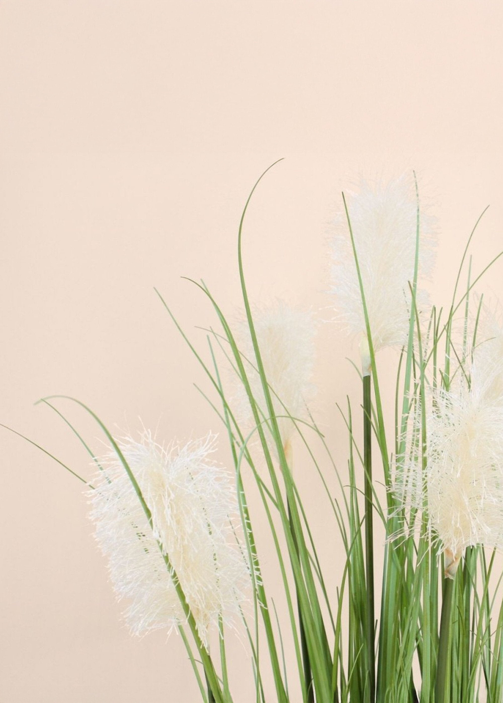 Planta_de_hierba_de_la_pampa_artificial_Negro_DE1_slim